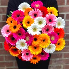 Gerbera Bouquet